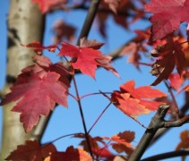 Acer rubrum Summer Red
