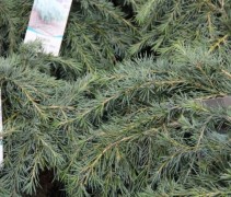 Cedrus deodara Feelin blue ook wel bekend als Himalayaceder 'Feelin Blue' 