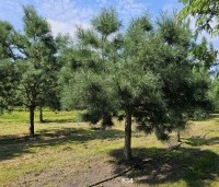 Pinus nigra 'Nigra' - Oostenrijkse den - kwekerij Apeldoorn september 2024 vak A
