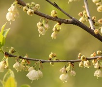 bloemen Halesia carolina