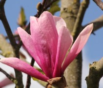 Magnolia 'Galaxy' bloemdetail