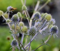 Sterke vaste plant, de blauwe distel, kan ook tegen zeewind aan de kust