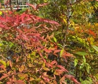 Nandina domestica - Hemelse bamboe - 3
