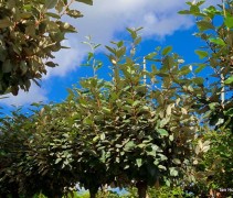 Elaeagnus