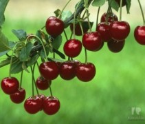 Prunus Kelleris nr 16