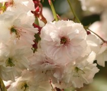 Prunus serrulata 'Shirofugen'