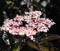Sambucus Black Tower ofwel zuil vlier is een compacte heester voor uw tuin met fraaie bloesem in de zomer