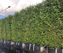 Thuja plicata 'Gelderland' kant en klaar haag