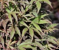 Acer palmatum 'Shaina' - Japanse Esdoorn 'Shaina' - zomerblad