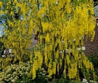 Laburnum wat. 'Vossii' - Goudenregen - 3