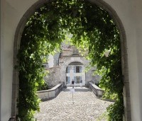 Vitis vinifera 'Regent' - Blauwe druif 'Regent' - 4