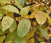 Carpinus betulus - Haagbeuk - 1