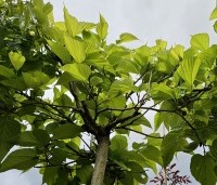 Morus alba 'Macrophylla' - Witte moerbei - dakboom