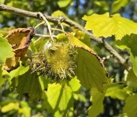 Corylus colurna - Turkse hazelaar - 2