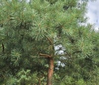Pinus sylvestris - Grove den - 2