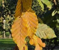 Carpinus betulus 'Pendula' - Treur haagbeuk - 5