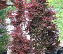 Japanse Esdoorn 'Skeeter's Broom' in container kan direct geplant worden (gehele jaar!)