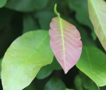 Magnolia Sieboldii