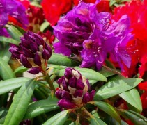 Rhododendron 'Marcel Menard'
