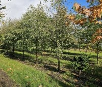 Frangula alnus - Vuilboom - 1
