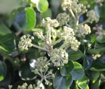 Hedera arbori compact