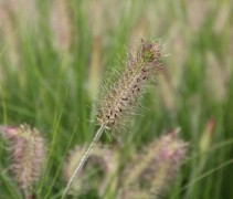 Lampenpoetsersgras met bloeiende aar
