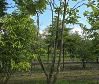 Catalpa erubescens 'Purpurea' - Purperkleurige trompetboom - 1