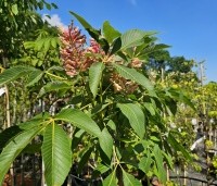 Aesculus pavia 'Rosea Nana' - Rode Pavia  - 5