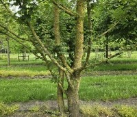 Acer campestre - Veldesdoorn - 3