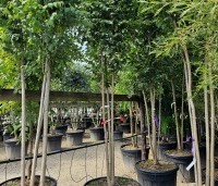 Koelreuteria paniculata 'Fastigiata' - Chinese Vernisboom zuilvorm - 11
