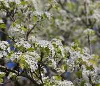 Pyrus calleryana 'Chanticleer' - Sierpeer - bloei in maart
