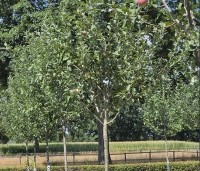 Malus dom. 'Sijden Hempje' - Malus dom. 'Sijden Hempje' - 2