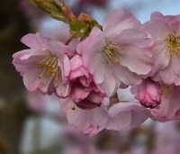 Prunus 'Accolade' - Japanse Sierkers - 2