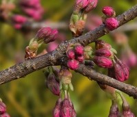 Prunus 'Accolade' - Japanse Sierkers - 6