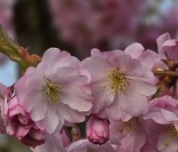 Prunus 'Accolade' - Japanse Sierkers - 4