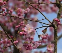 Prunus 'Accolade' - Japanse Sierkers - 5