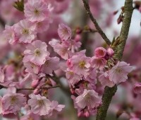 Prunus 'Accolade' - Japanse Sierkers - 3