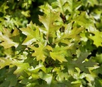 Quercus palustris 'Green Dwarf' - Moeraseik dwergvorm 'Green Dwarf' - 1