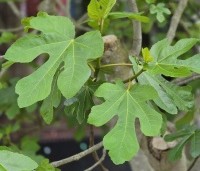 Ficus carica 'Brown Turkey' - Vijg 'Brown Turkey' - 3