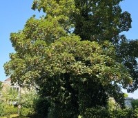 Acer pseudoplatanus - Gewone esdoorn - 2