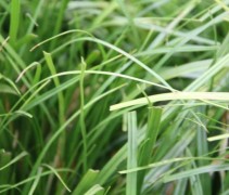Carex Evergreen siergras is ook een groenblijvende aanvulling in de winter.