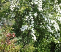 Crataegus monogyna in gemengde haag