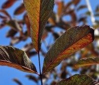 Juglans regia 'Purpurea' - Walnoot, roodbladig - 2