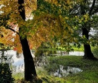 Liquidambar styraciflua - Amberboom - 1
