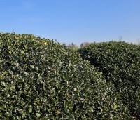 Ilex meserveae 'Blue Angel' - Blauwe hulst - 2