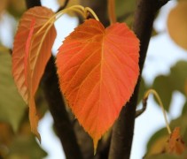 Davidia Involucrata bladverkleuring
