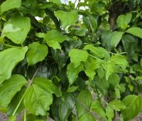 Cornus mas - Gele kornoelje - 1