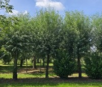 Salix alba - Schietwilg - 5