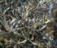 Olea europea - Olijfboom - 2
