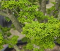 Acer palmatum 'Shishigashira' - Japanse Esdoorn 'Shishigashira' - half april 2026